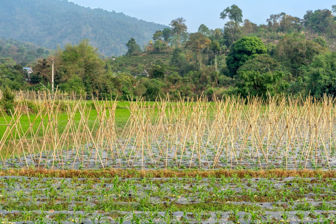 Agriculture support